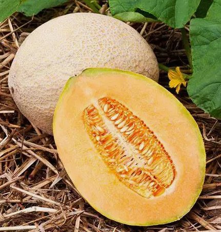 Hale's Best Jumbo Cantaloupe Melon Fruit Vegetable Heirloom Non Gmo 50 Seeds for Garden Planting