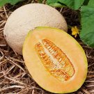 Hale's Best Jumbo Cantaloupe Melon Fruit Vegetable Heirloom Non Gmo 50 Seeds for Garden Planting