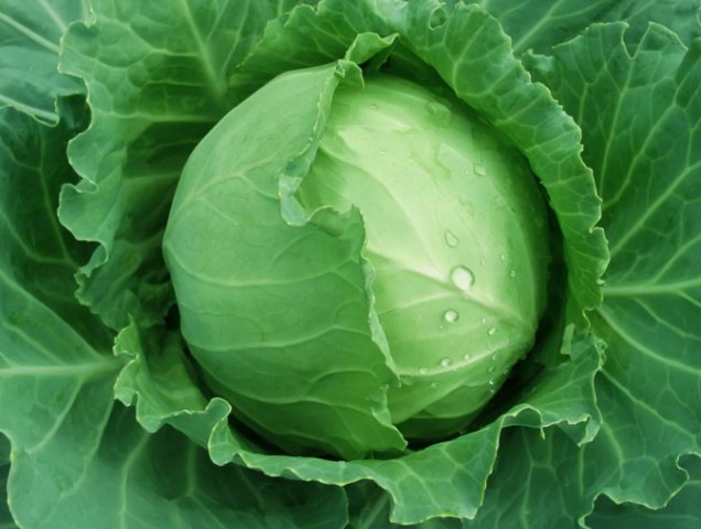 Brunswick Cabbage Danish Ballhead Vegetable Heirloom Non Gmo 500 Seeds for Garden Planting