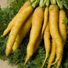 Solar Yellow Carrot Vegetable Heirloom Non Gmo 400 Seeds for Garden Planting Solar Yellow Carrot Vegetable Heirloom Non Gmo 400 Seeds for Garden Planting