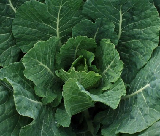 Champion Collard Greens Vegetable Heirloom Non Gmo 300 Seeds for Garden Planting