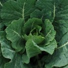 Champion Collard Greens Vegetable Heirloom Non Gmo 300 Seeds for Garden Planting