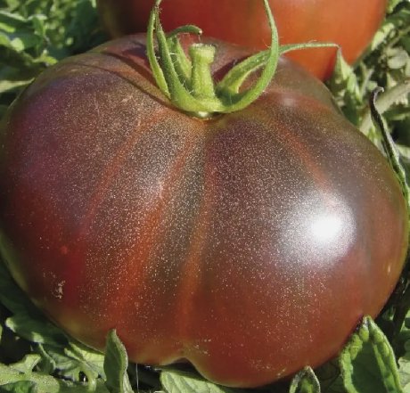 Black Krim Tomato Vegetable Heirloom Non Gmo 50 Seeds for Garden Planting