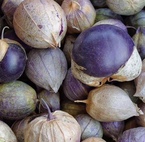 Purple Tomatillo Vegetable Heirloom Non Gmo 50 Seeds for Garden Planting