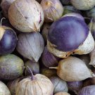 Purple Tomatillo Vegetable Heirloom Non Gmo 50 Seeds for Garden Planting