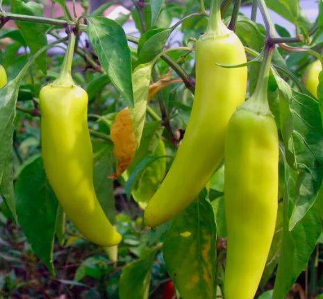 Sweet Banana Pepper Vegetable Heirloom Non Gmo 50 Seeds for Garden Planting