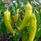 Sweet Banana Pepper Vegetable Heirloom Non Gmo 50 Seeds for Garden Planting