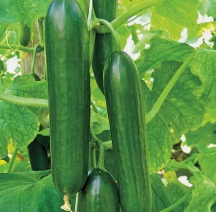 Ashley Long Cucumber Vegetable Heirloom 50 Seeds for Garden Planting