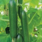 Ashley Long Cucumber Vegetable Heirloom 50 Seeds for Garden Planting
