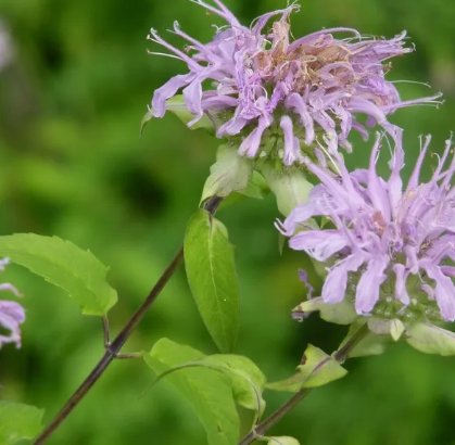 Bee Balm Wild Bergamot Monarda Vegetable Heirloom 300 Seeds for Garden Planting