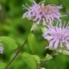 Bee Balm Wild Bergamot Monarda Vegetable Heirloom 300 Seeds for Garden Planting