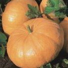 Pumpkin Yellow Of Paris Giant Vegetable Heirloom 5 Seeds for Garden Planting