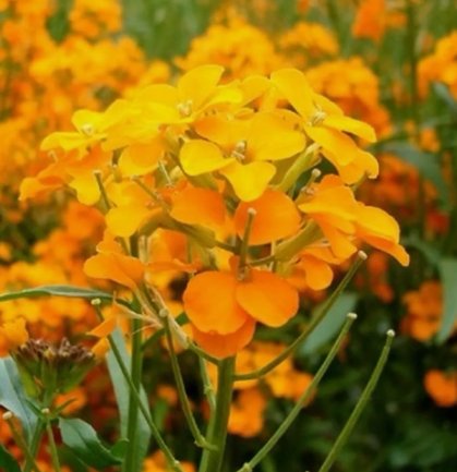 Siberian Wallflower Orange Cut Flower Vegetable Heirloom 500 Seeds for Garden Planting
