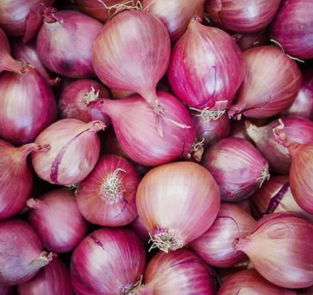 Red Creole Onion Spicy Short Day Cajun Vegetable Heirloom 200 Seeds for Garden Planting