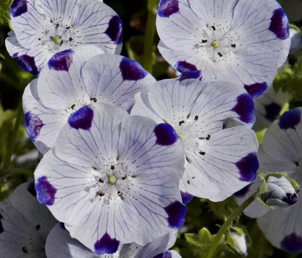 Five Spot Nemophila Flower Vegetable Heirloom Non Gmo 100 Seeds for Garden Planting