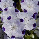 Five Spot Nemophila Flower Vegetable Heirloom Non Gmo 100 Seeds for Garden Planting