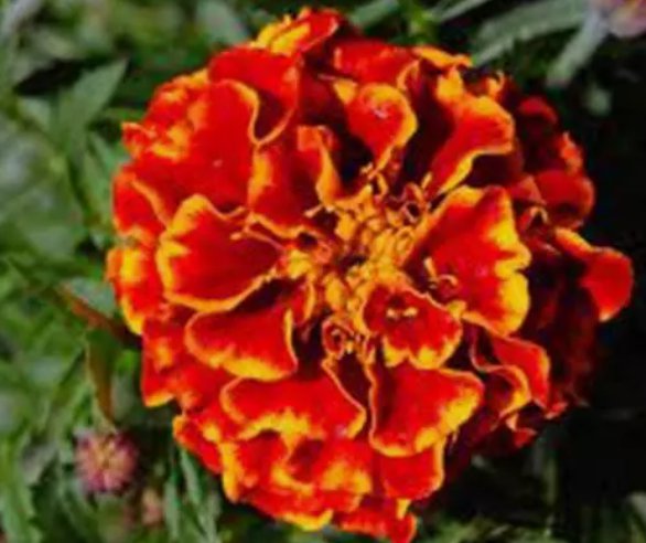 French Merigold Beautiful Flower Vegetable Heirloom Non Gmo 100 Seeds for Garden Planting
