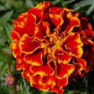 French Merigold Beautiful Flower Vegetable Heirloom Non Gmo 100 Seeds for Garden Planting French Merigold Beautiful Flower Vegetable Heirloom Non Gmo 100 Seeds for Garden Planting