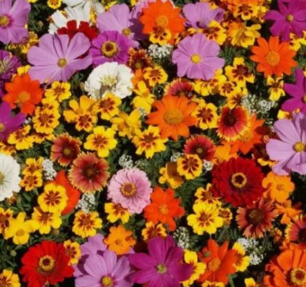 Wildflowers Cut Flower Organic Vegetable Heirloom Non Gmo 5 Seeds for Garden Planting