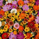 Wildflowers Cut Flower Organic Vegetable Heirloom Non Gmo 5 Seeds for Garden Planting