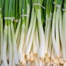 Nebuka Onion Evergreen Bunching Japanese Vegetable Heirloom Non Gmo 200 Seeds for Garden Planting Nebuka Onion Evergreen Bunching Japanese Vegetable Heirloom Non Gmo 200 Seeds for Garden Planting