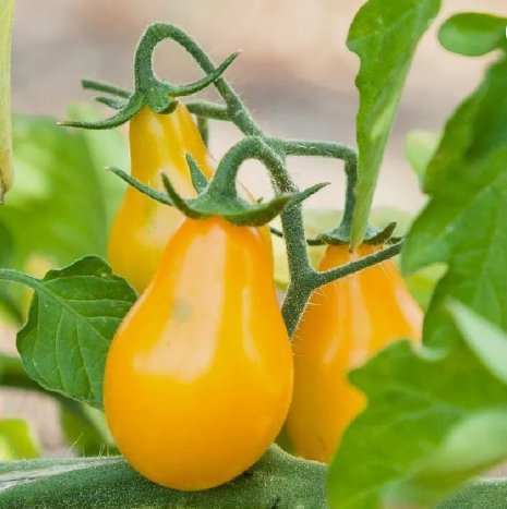Yellow Pear Tomato Vegetable Heirloom Non Gmo 150 Seeds for Garden Planting