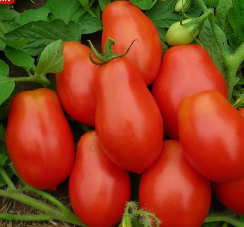 Roma Italian Tomato Vegetable Heirloom Non Gmo 100 Seeds for Garden Planting