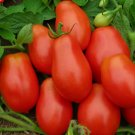 Roma Italian Tomato Vegetable Heirloom Non Gmo 100 Seeds for Garden Planting