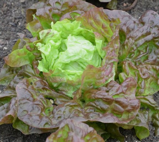 Lettuce Merveille Vegetable Heirloom Non Gmo 600 Seeds for Garden Planting