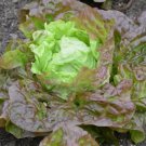 Lettuce Merveille Vegetable Heirloom Non Gmo 600 Seeds for Garden Planting