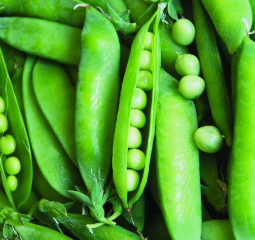 Lincoln Pea Bush Pea Pod Vegetable Heirloom Non Gmo 25 Seeds for Garden Planting