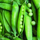 Lincoln Pea Bush Pea Pod Vegetable Heirloom Non Gmo 25 Seeds for Garden Planting