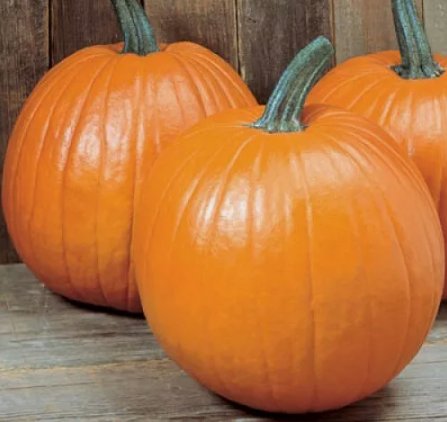 Young's Beauty New England Pie Pumpkin Vegetable Heirloom Non Gmo 15 Seeds for Garden Planting