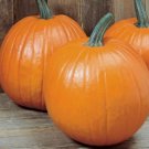 Young's Beauty New England Pie Pumpkin Vegetable Heirloom Non Gmo 15 Seeds for Garden Planting