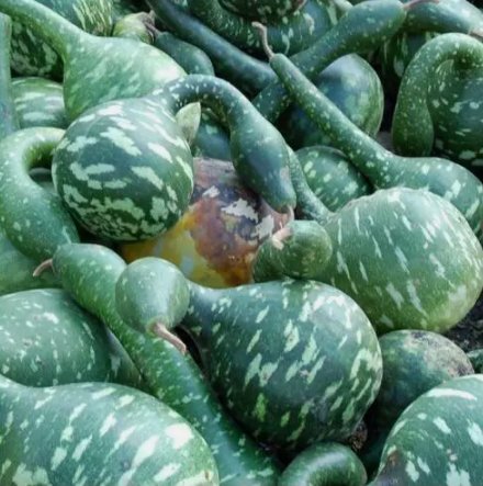 Gourd Speckled Swan Bottle Goose Vegetable Heirloom Non Gmo 5 Seeds for Garden Planting