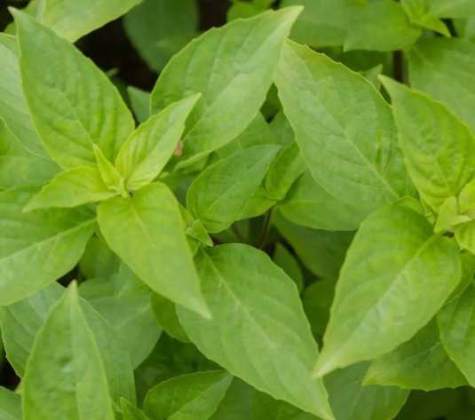 Mrs. Burns Lemon Basil Citrus Herb Vegetable Heirloom Non Gmo 500 Seeds for Garden Planting