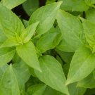Mrs. Burns Lemon Basil Citrus Herb Vegetable Heirloom Non Gmo 500 Seeds for Garden Planting