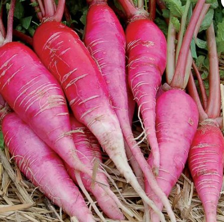 China Rose Radish Sprouting Vegetable Heirloom Non Gmo 250 Seeds for Garden Planting