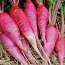 China Rose Radish Sprouting Vegetable Heirloom Non Gmo 250 Seeds for Garden Planting