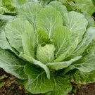 Georgia Southern Collard Greens Vegetable Heirloom Non Gmo 500 Seeds for Garden Planting