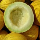Golden Beauty Casaba Melon Yellow Fruit Vegetable Heirloom Non Gmo 30 Seeds for Garden Planting