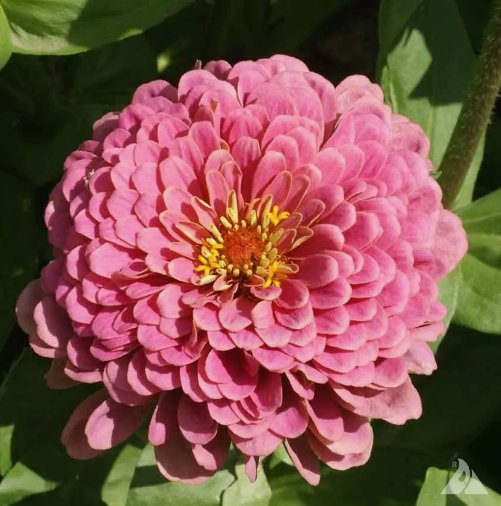 Pink Luminosa Zinnia Flower Vegetable Heirloom Non Gmo 200 Seeds for Garden Planting