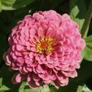Pink Luminosa Zinnia Flower Vegetable Heirloom Non Gmo 200 Seeds for Garden Planting