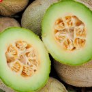 Rocky Ford Cantaloupe Green Flesh Eden Gem Melon Fruit Non Gmo 50 Seeds for Garden Planting
