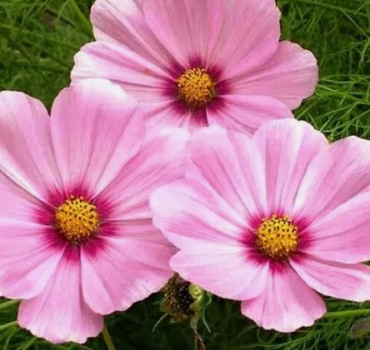 Cosmos Gloria Pink Flower CUT Flower Vegetable Non Gmo 100 Seeds for Garden Planting