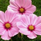 Cosmos Gloria Pink Flower CUT Flower Vegetable Non Gmo 100 Seeds for Garden Planting