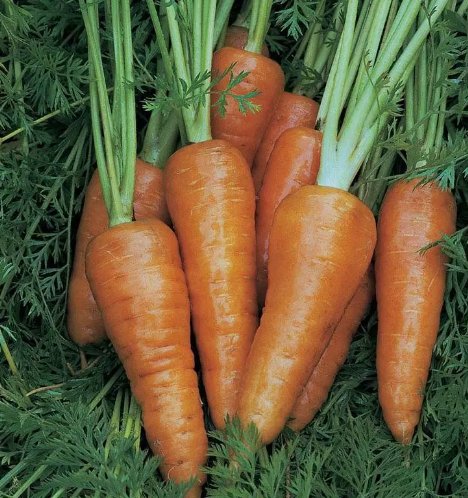 Chantenay Red Cored Carrot Vegetable Non Gmo 1000 Seeds for Garden Planting