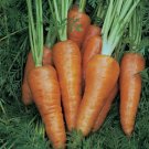 Chantenay Red Cored Carrot Vegetable Non Gmo 1000 Seeds for Garden Planting