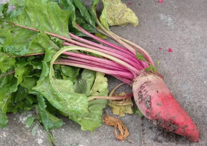Beet Mangel Red Mammoth Vegetable Non Gmo 100 Seeds for Garden Planting