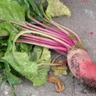 Beet Mangel Red Mammoth Vegetable Non Gmo 100 Seeds for Garden Planting